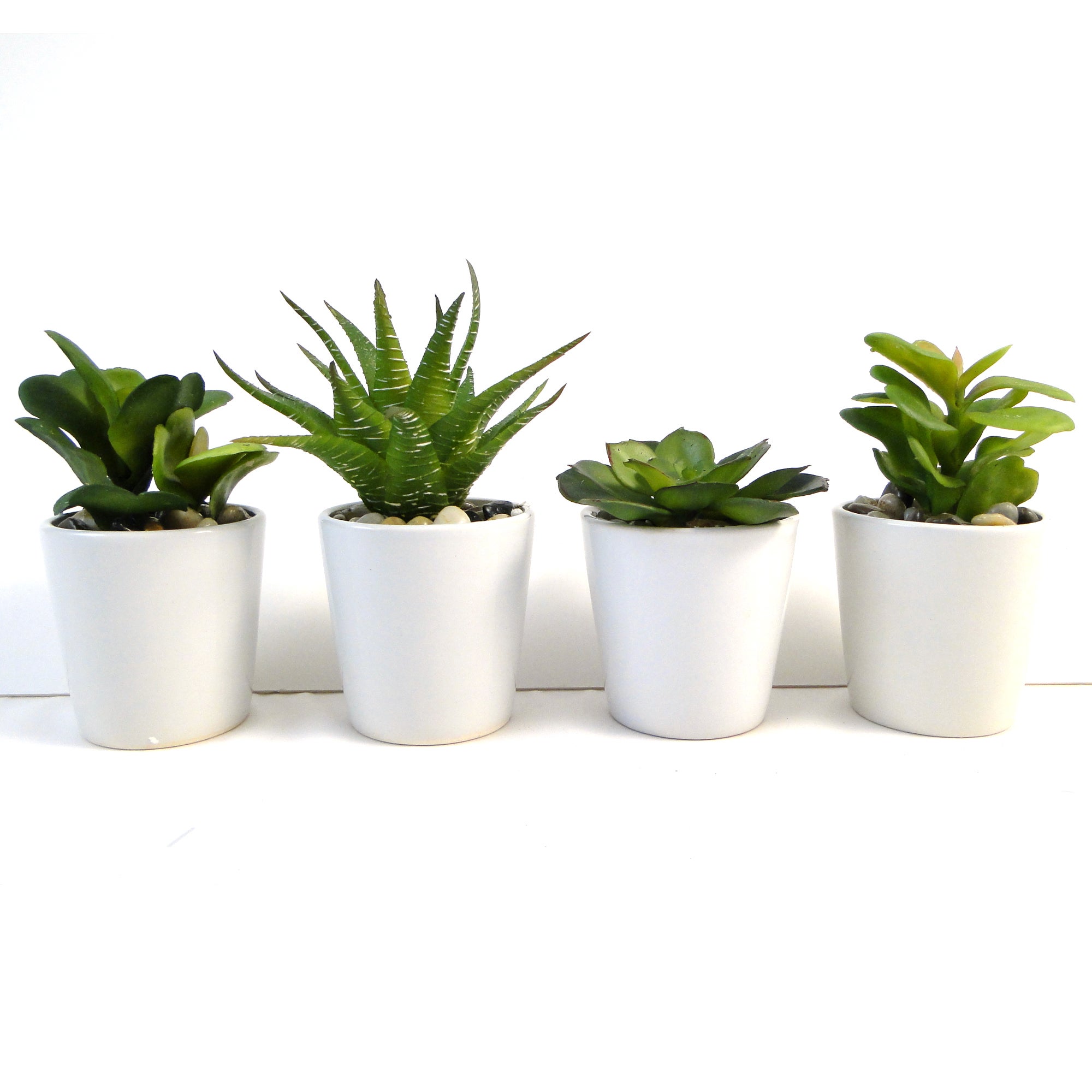 Green Succulent Plant In Ceramic Pot | Dunelm